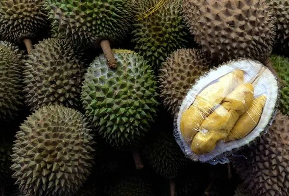 51520244281_durian.jpg