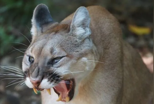 61549620049_MOUNTAINLION.jpg