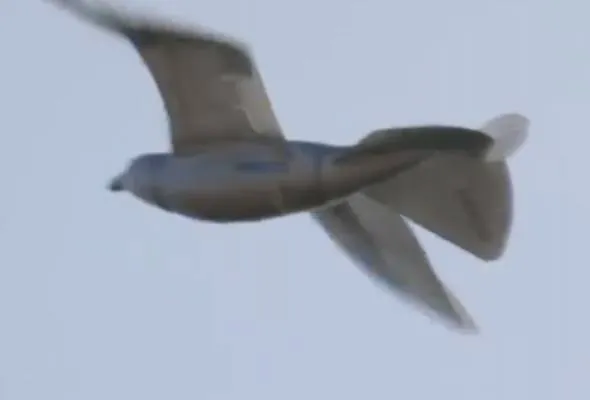 41551144239_dronburung.jpg