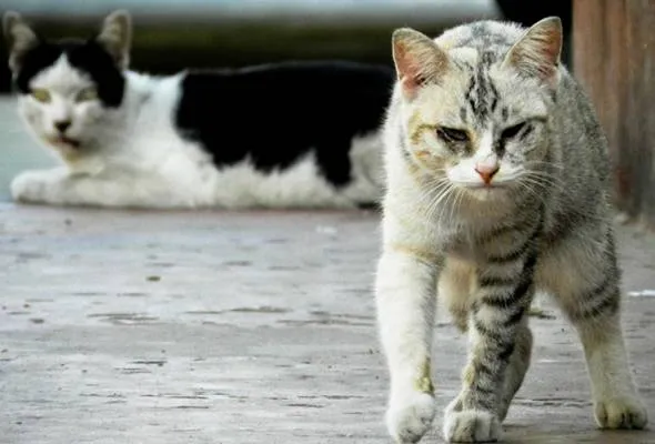 41555493242_catstray.jpg