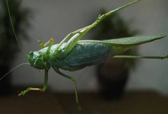 71564359882_grasshopper.jpg
