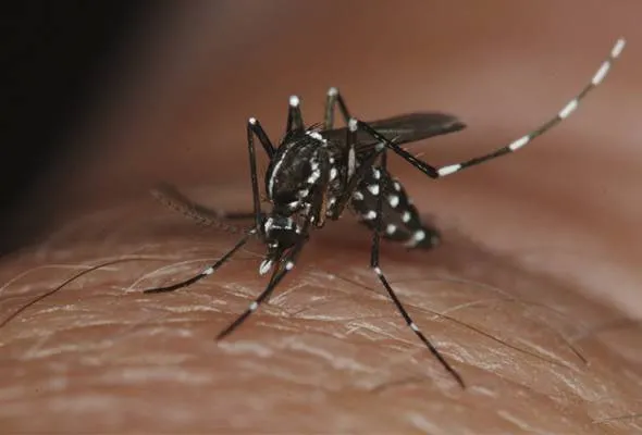 71517215629_MosquitoAEDES.jpg