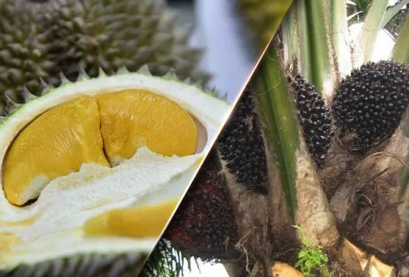 81553052991_durian.jpg