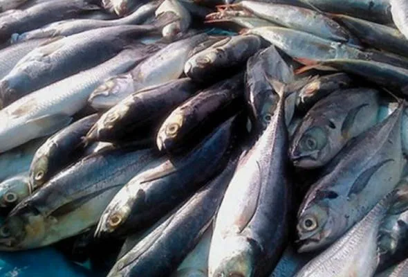 71587101600_ikan.jpg