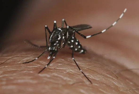 61588139695_MosquitoAEDES.jpg