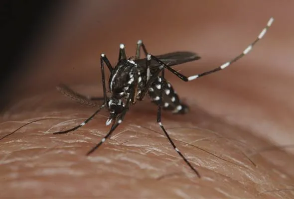 41569494084_MosquitoAEDES.jpg