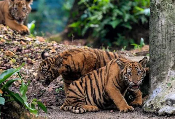 61618244965_HarimauMalaya.jpg