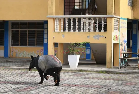 41614264230_TAPIRMASUKSEKOLAH.jpg