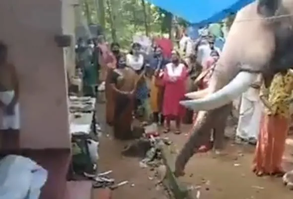 81622862581_GAJAHMAHOUT.jpg