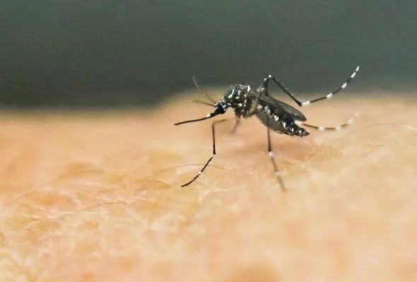 71633581351_DENGUE.jpg