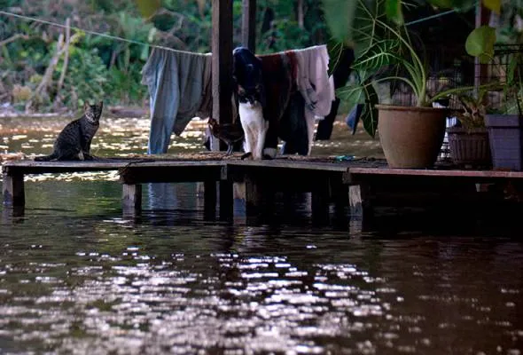 51641189976_TBPAHANGBANJIR.jpg