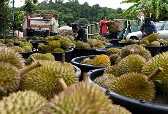 41655539521_durianmusangking.jpg