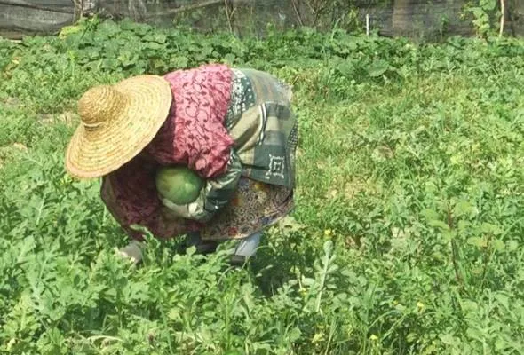 61734702879_PETANI.jpg