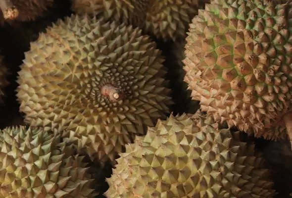 51650887588_DURIAN.jpg