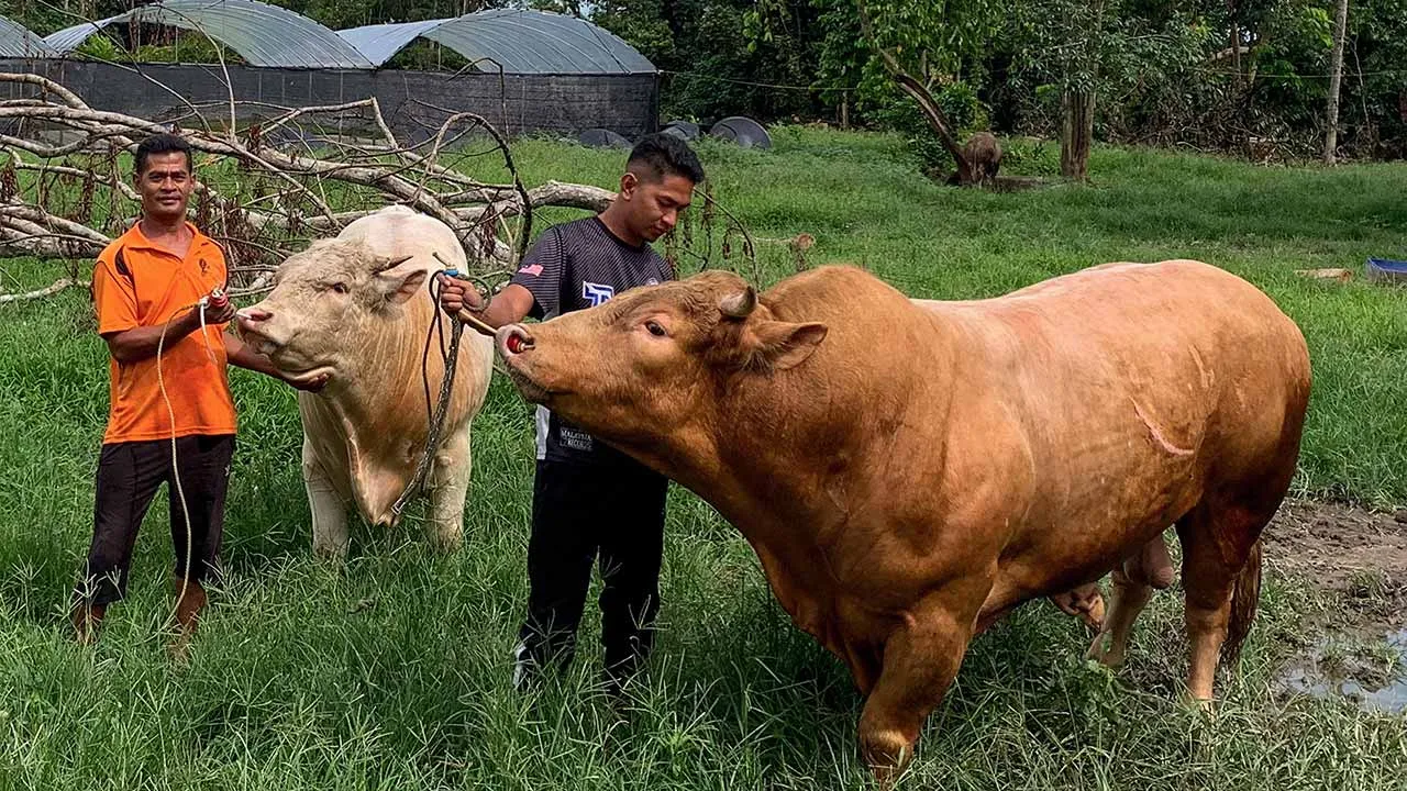 51748592278_lembu.jpg
