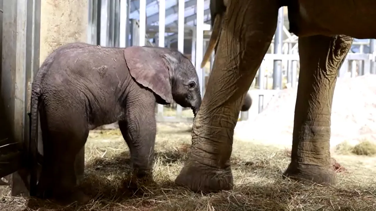 Zoo Perancis sambut kelahiran anak gajah betina selepas tujuh jam proses melahirkan
