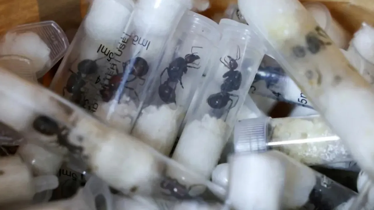 The contraband included giant African harvester ants, which are valued by some UK dealers at up to £170 ($220) each._REUTERS