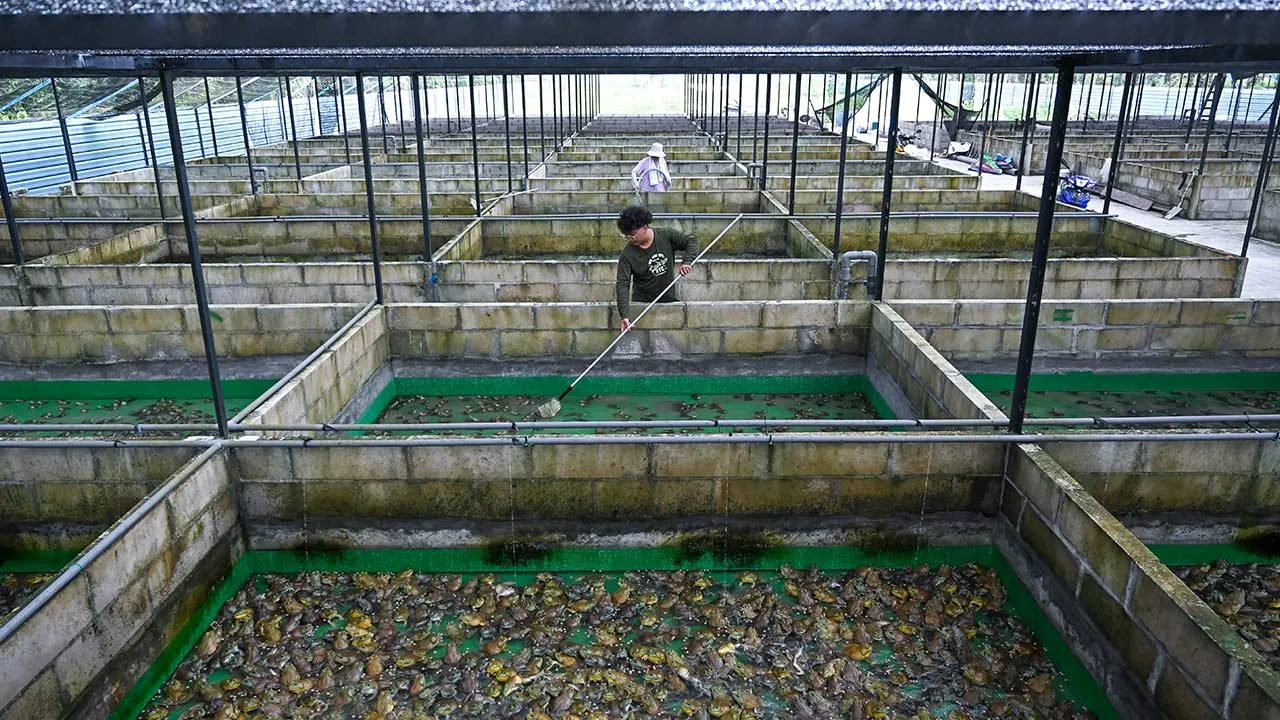 TELUK INTAN, 27 Mac -- Pengusaha ternakan haiwan, Chong Zheng Xian, 27, mengasingkan katak ‘Bullfrog’ untuk dijual kepada restoran ketika ditemui di Kampung Chui Chak baru-baru ini.  Di sebalik imejnya yang sering dianggap sebagai haiwan eksotik yang agak menggelikan dan menakutkan bagi sesetengah orang, namun tidak bagi sebuah keluarga di sini yang menjadikan katak lembu sebagai sumber rezeki mereka sejak lebih tiga dekad lepas.  Bermula dengan hanya 100 kolam, anak sulung daripada empat beradik itu berkat