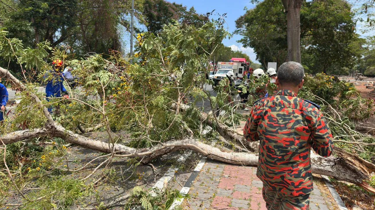 POKOK TUMBANG_JBPM