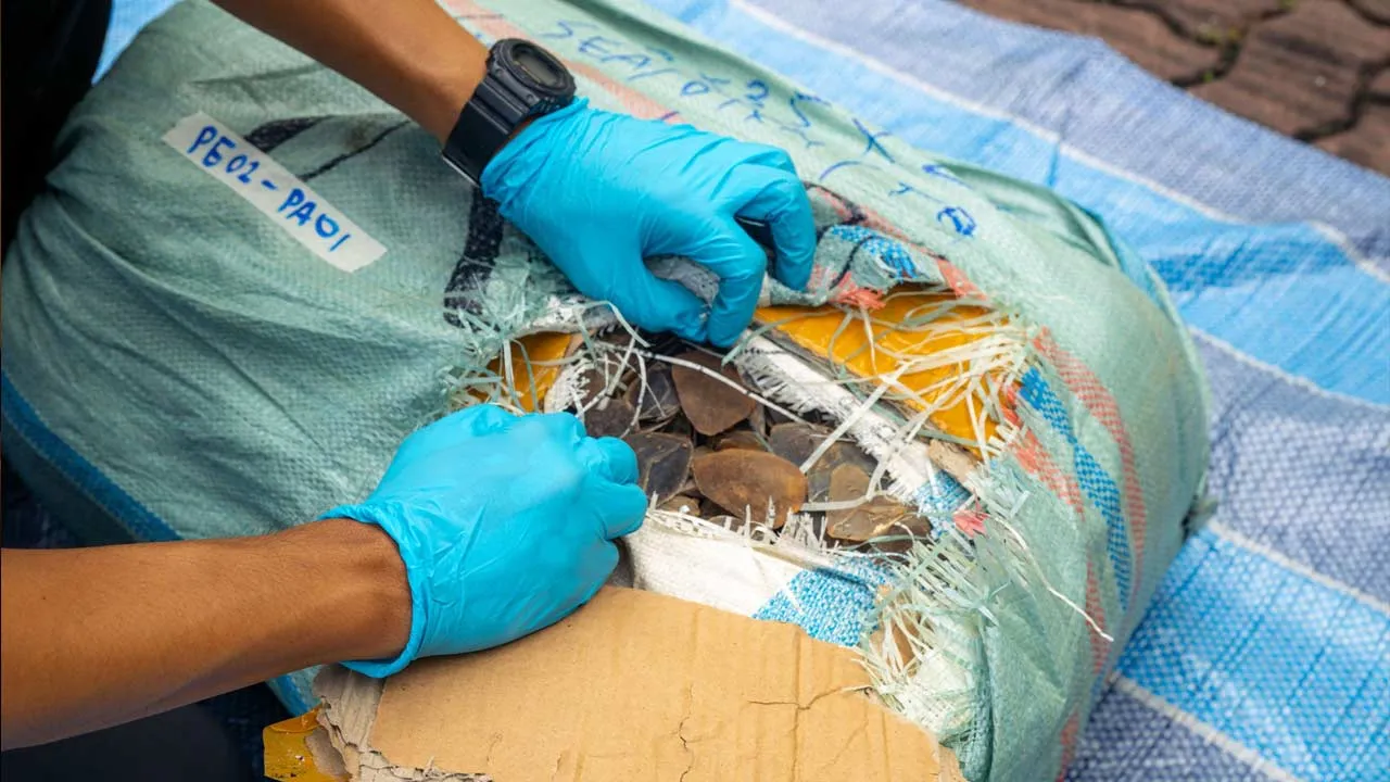 On 29 December 2025, NParks and Immigration & Checkpoints Authority (ICA) intercepted an inbound lorry bringing in sea cargo that contained over 830kg of Sunda Pangolin scales falsely declared as “dried fish skin”. Based on preliminary investigations, the cargo was transiting through Singapore en route from Indonesia to Cambodia. Soutce : FB NParks