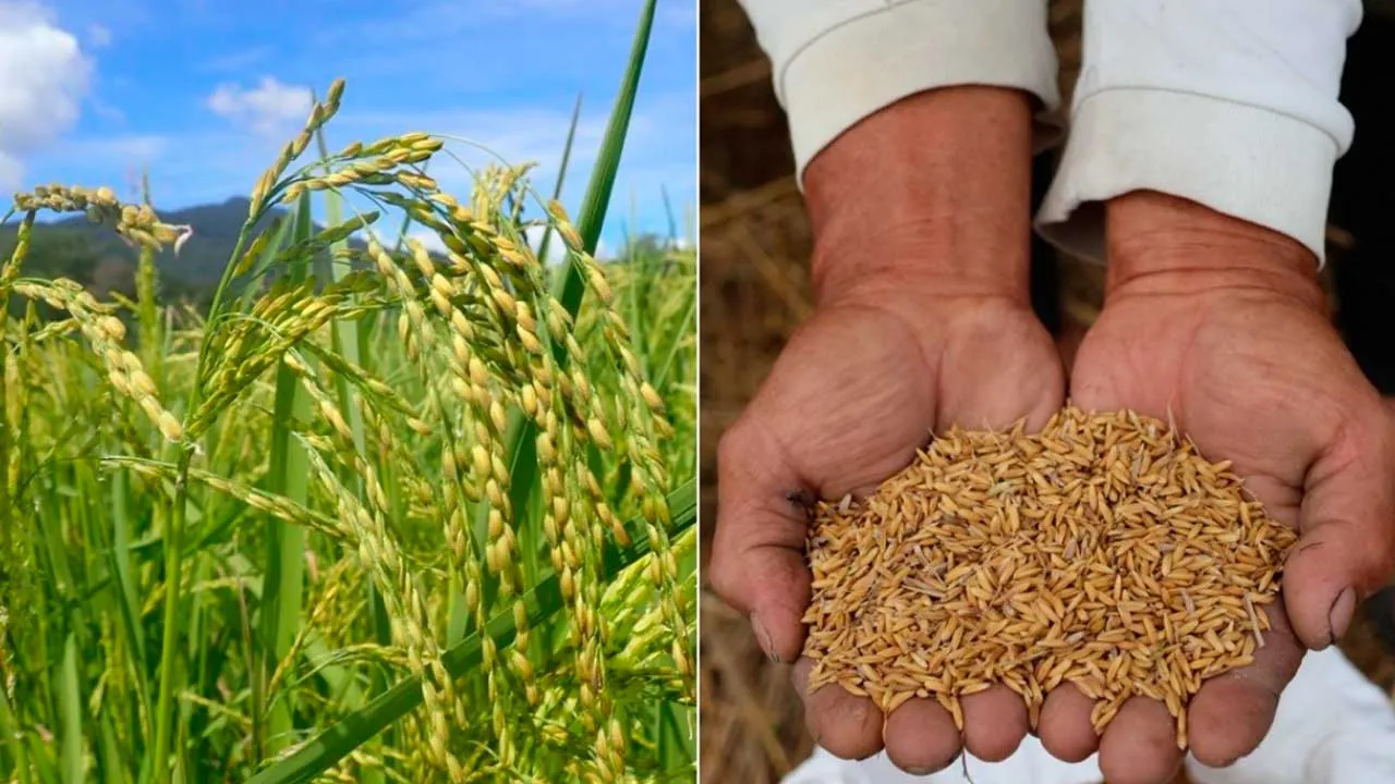 Beras Adan_WWF MALAYSIA