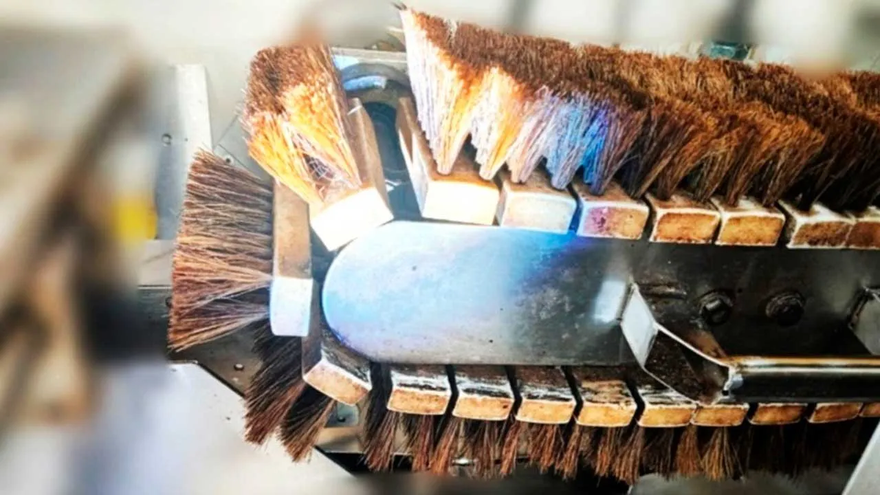 Berus bulu babi_JAIM