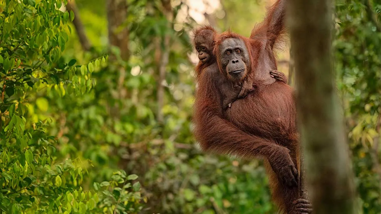 Orangutan on the tree in Borneo