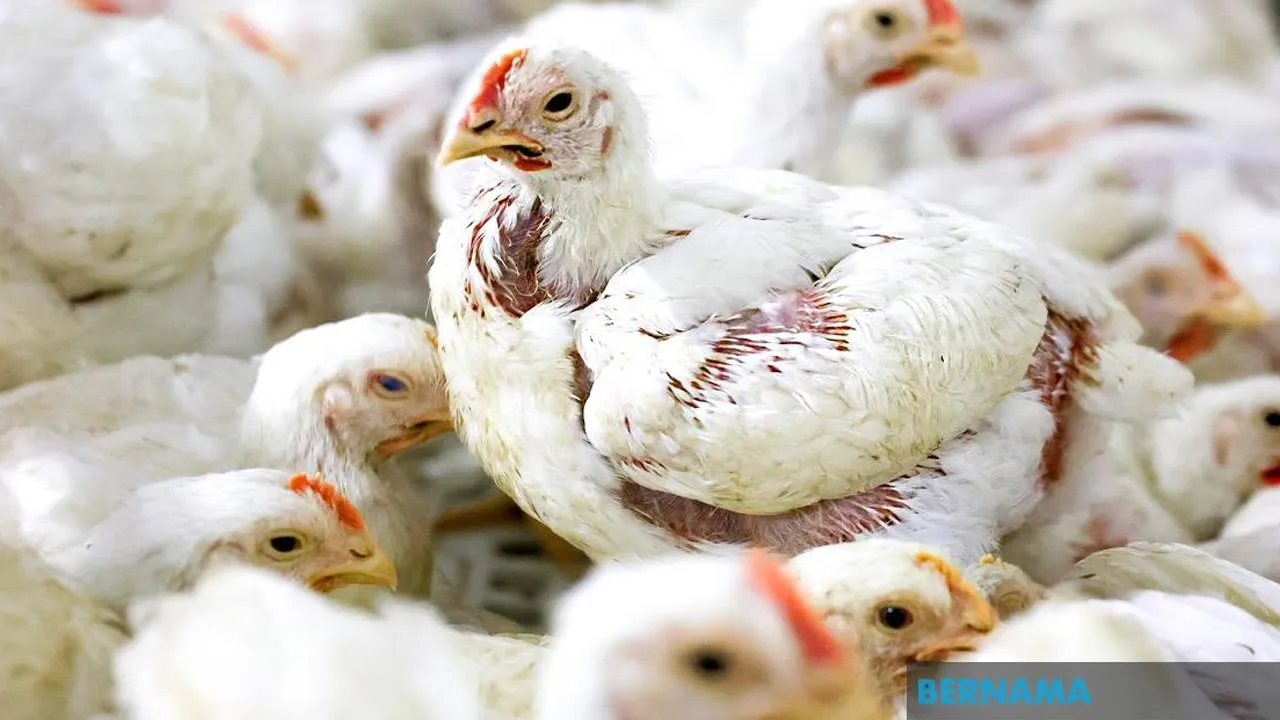 US Reports Salmonella Outbreak Linked To Backyard Poultry -- BERNAMA