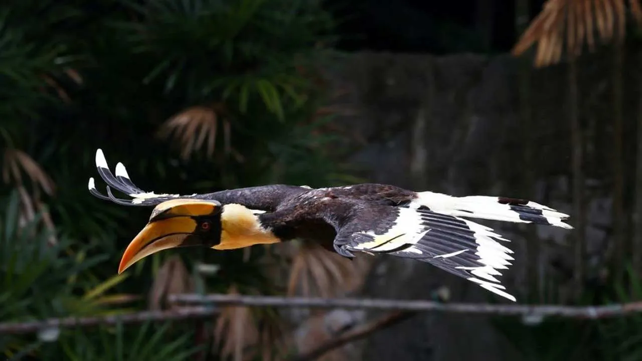 Burung Kenyalang Kuching Sarawak