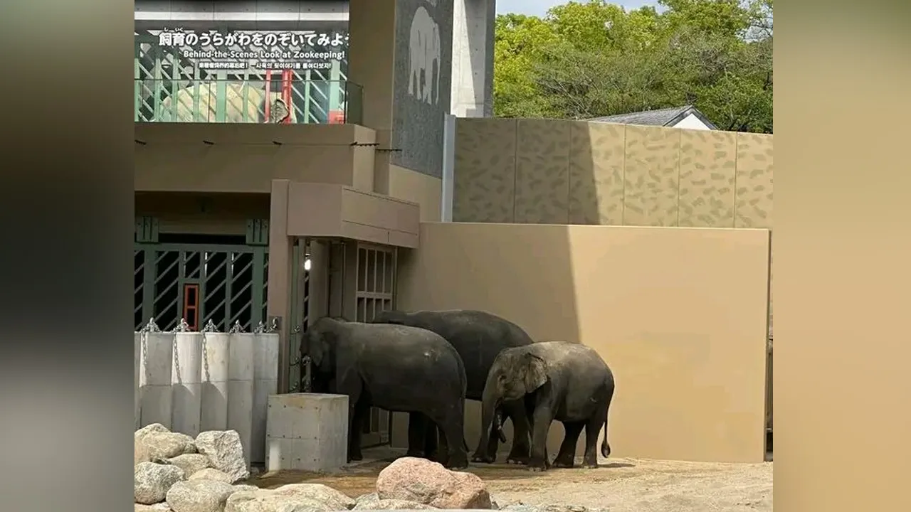 Orang Jepun sendiri sebenarnya tidak biasa melihat gajah kerana haiwan ini bukan berasal dari habitat mereka. Sebelum ini pernah ada seekor gajah bernama Cik Ubi yang dihantar ke Kyoto Zoo pada tahun 1979. Selain itu, ada juga seekor gajah Borneo yang dibawa untuk tujuan konservasi, tetapi mati pada tahun 2012.  Isu DAK ini menjadi semakin kontroversi apabila dikaitkan dengan kes sebelum ini, iaitu seekor gajah dari India yang mati akibat kemurungan selepas hidup bersendirian selama sembilan tahun sejak keh
