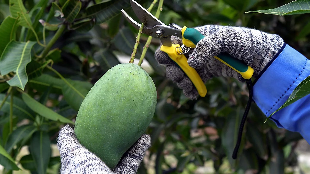 Pegawai pertanian Nurul Ameera Mohammad memetik mangga harumanis atau nama saintifiknya ‘Mangifera indica Linn’ yang ditanam di Pusat Pertanian Rhu Tapai bagi tujuan penyelidikan dan pembangunan ketika ditemui Bernama baru-baru ini. Mangga harumanis sebenarnya sudah subur di Terengganu sejak 40 tahun lalu selepas Jabatan Pertanian Negeri Terengganu melakukan bancian di tiga daerah yang mempunyai tanah bris (tanah berpasir). _BERNAMA