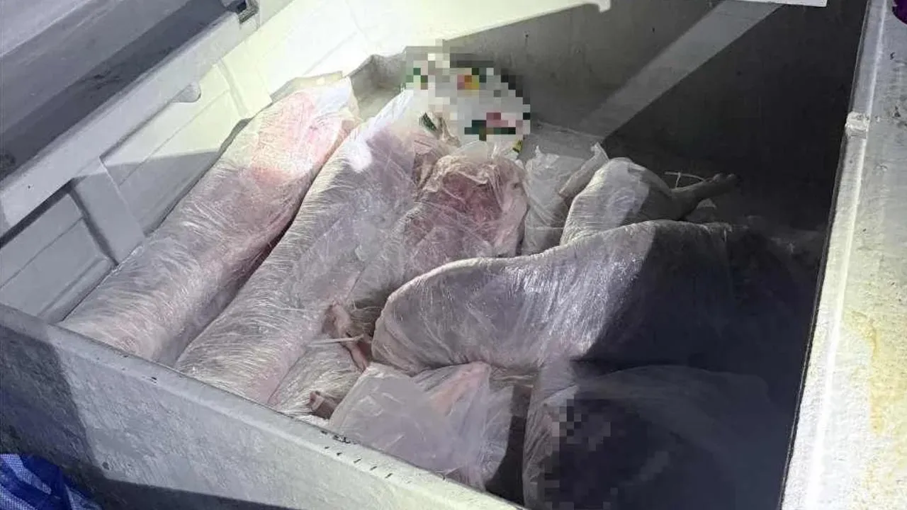 Karkas babi yang disyaki diseludup melalui jalan laut. - FOTO: Polis Marin