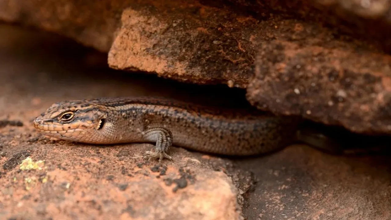 The Australian Museum