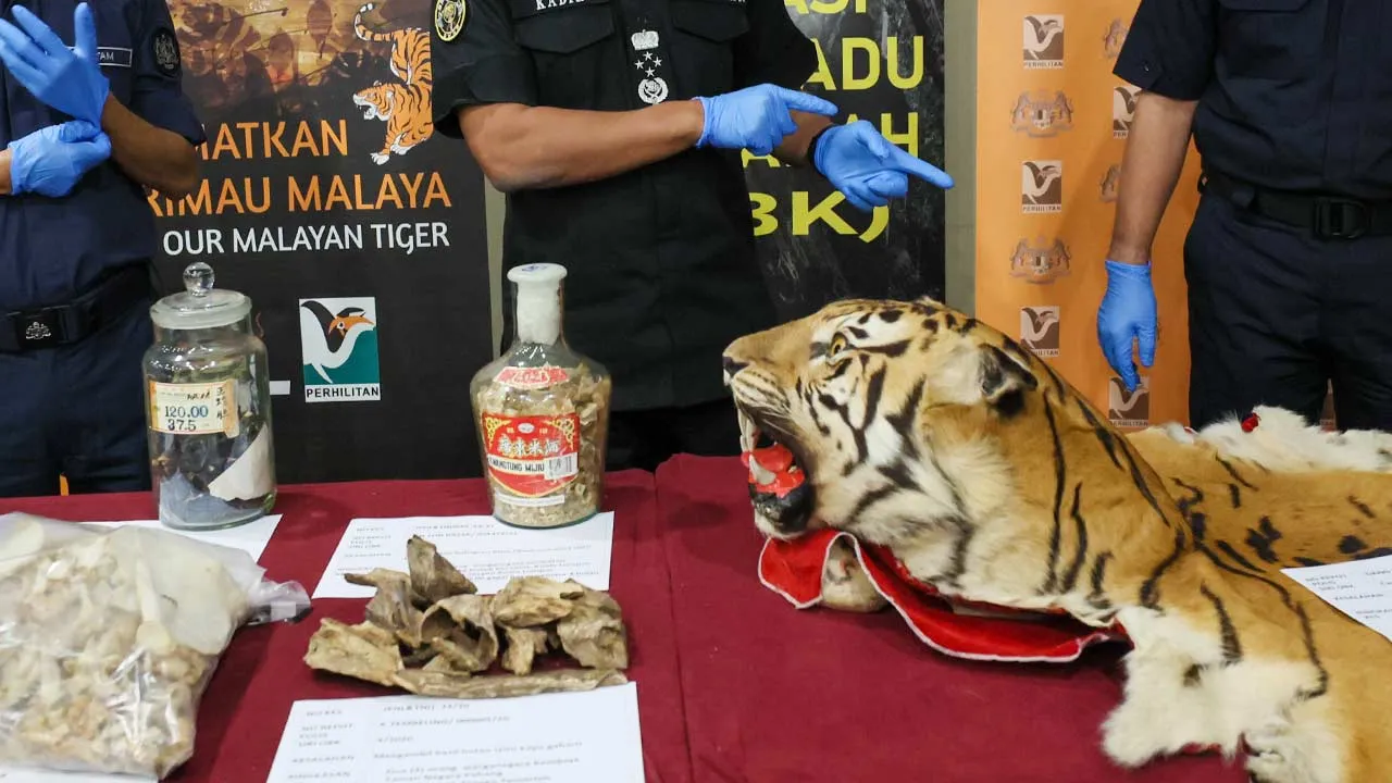 JERANTUT, 12 Mac -- Ketua Pengarah Jabatan Perlindungan Hidupan Liar dan Taman Negara (Perhilitan) Datuk Abdul Kadir Abu Hashim (tengah) menunjukkan kulit harimau yang disita pada sidang media Operasi Bersepadu Khazanah (OBK) di Taman Negara hari ini.  Turut kelihatan, Ketua Polis Negara, Tan Sri Acryl Sani Abdullah Sani (kanan) dan Ketua Pengarah Jabatan Kastam Diraja Malaysia (JKDM), Datuk Zazuli Johan (kiri).  -- fotoBERNAMA (2023) HAK CIPTA TERPELIHARA