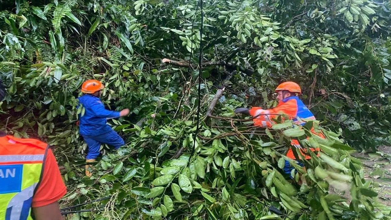25 Kes Pokok Tumbang Akibat Hujan, Angin Kencang Di Perak -- APM Perak
