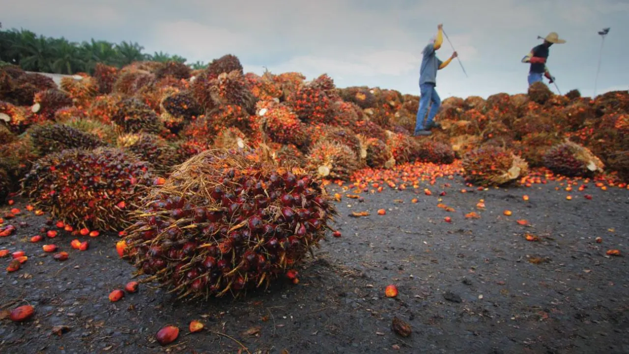 kelapa sawit_BERNAMA