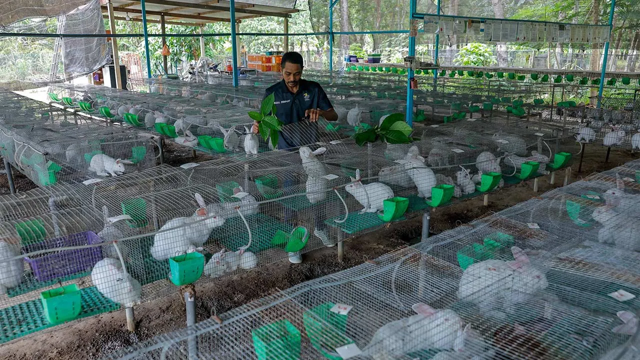 JASIN, 21 April -- Usahawan ternakan arnab Mohamad Shah Rizal Minhat memberi arnabnya makan daun segar ketika ditemui di ladang ternakannya di Kampung Pondok Kempas, Kesang Pajak hari ini.  Mohamad Shah Rizal berkata daging arnab juga mempunyai kandungan protein tinggi, rendah lemak dan sesuai dijadikan alternatif kepada ayam.  Selain itu, katanya, bahagian tertentu seperti telinga dan organ dalaman arnab boleh diproses menjadi makanan haiwan premium, manakala sisa ternakan dimanfaatkan sebagai baja organik