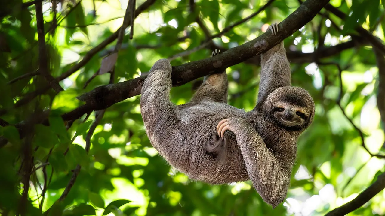 Funny sloth hanging on tree branch, cute face look, perfect portrait of wild animal in the Rainforest of Costa Rica scratching the belly, Bradypus variegatus, brown-throated three-toed sloth, relaxed -- ADOBE STOCK IMAGE