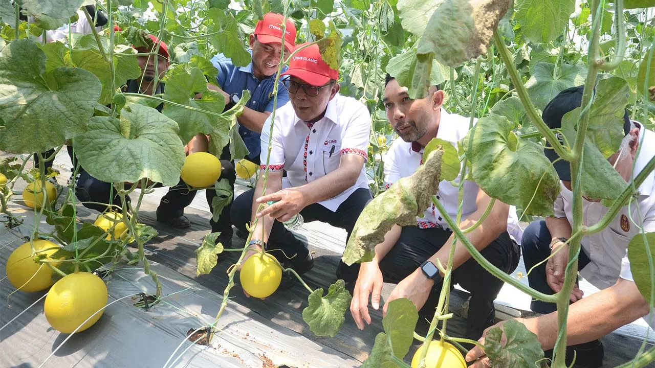 JERTIH, 6 April -- Pengerusi Kumpulan CIMB, Datuk Syed Zaid Albar (dua dari kiri), bersama Naib Canselor Universiti Sultan Zainal Abidin (UniSZA), Prof Datuk Dr Fadzli Adam (kiri), melawat rumah hijau projek tanaman Melon Manis Terengganu yang ditanam oleh mahasiswa UniSZA di Kampus Besut, Tembila, hari ini.  -- fotoBERNAMA (2026) HAK CIPTA TERPELIHARA