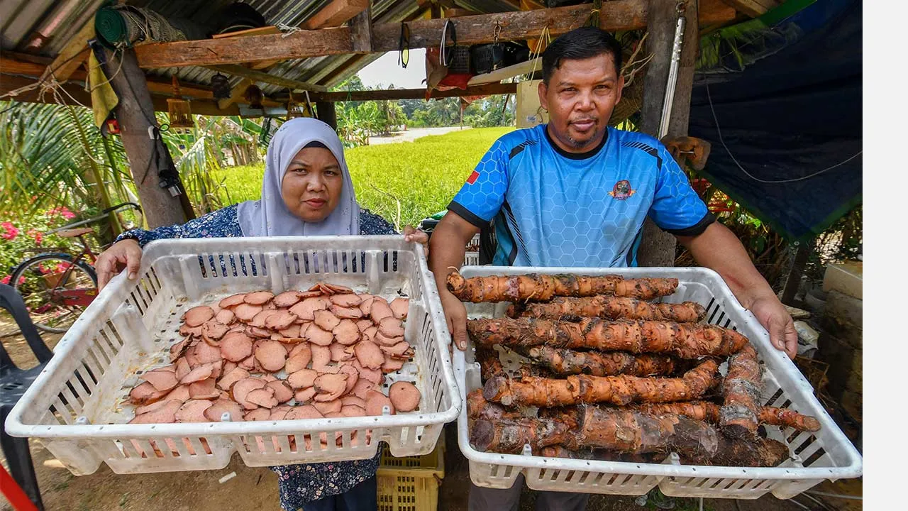 KOTA BHARU, 11 April -- Pasangan suami isteri Zulkhairul Anuar Abu Bakar, 51, (kanan) dan isterinya Roselina Zakaria, 47, menunjukkan ubi gegeli yang sudah siap dibersihkan dan dipotong sebelum dijemur ketika ditemui Bernama di Kampung Permatang Pusu, Melor baru-baru ini.  Walaupun cuaca panas yang melanda negara pada ketika ini memberikan cabaran kepada orang ramai namun keadaan itu juga membuka peluang kepada sebahagian masyarakat untuk menambah pendapatan seharian mereka.  Keadaan yang cuaca panas masa i