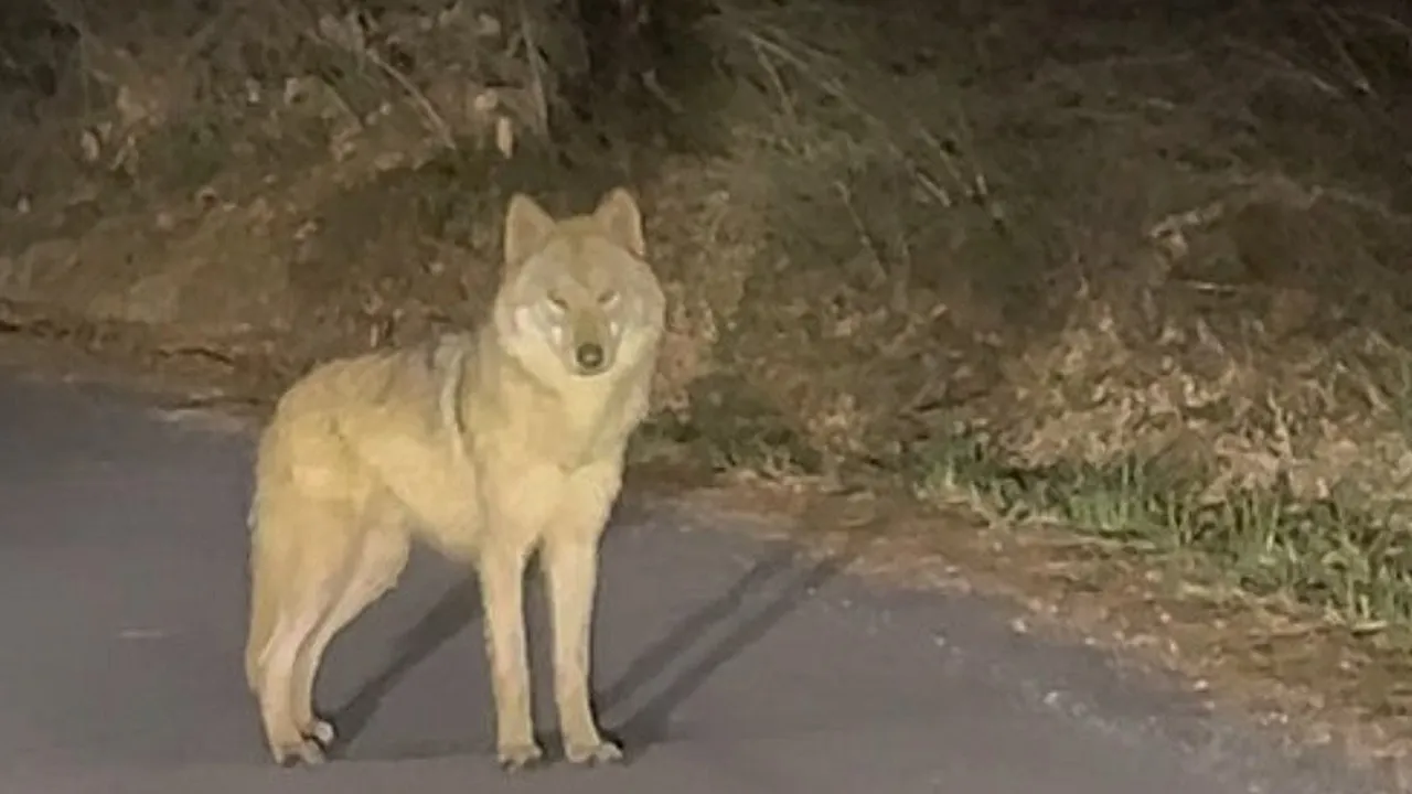 [Breaking News] Daejeon City "Wolfdog Captured Alive and Returned to O-World"