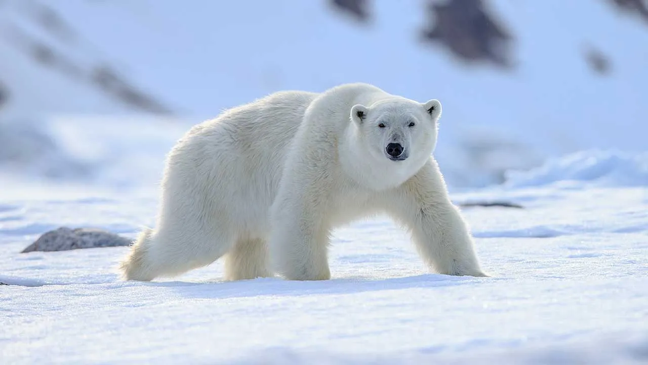 [TB]_Polar bear Generic_ADOBE STOCK
