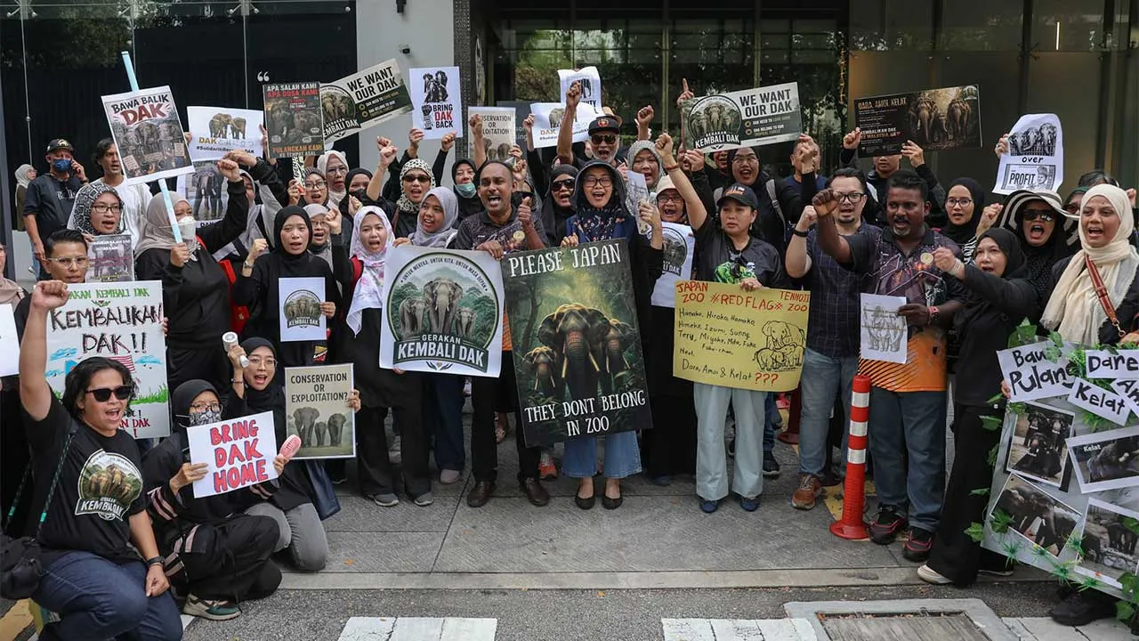 Kuala Lumpur , 22 Mei 2026. Orang ramai dan aktivis berhimpun di hadapan Kedutaan Jepun berikutan Perhimpunan Aman dan Penyerahan Memorandum kepada Kedutaan Jepun, Selamatkan Gajah Kita Dara, Amoi & Kelat.Astro AWANI / SHAHIR OMAR