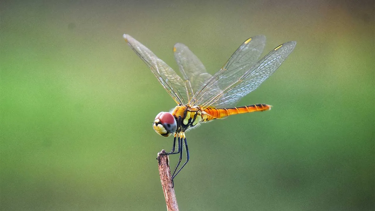 dragonfly on a branch