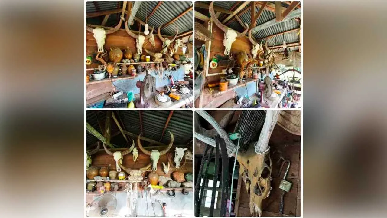 TUARAN - [DIKEMAS KINI] Koleksi pelbagai bahagian hidupan liar bernilai lebih setengah juta yang dimiliki dan disimpan secara haram dirampas menerusi serbuan di Kampung Wokok Batangan di sini pada Jumaat.