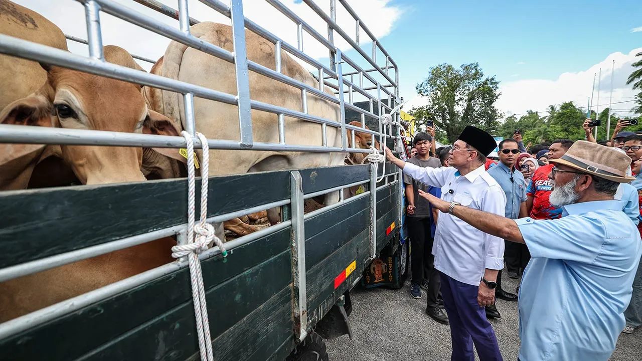 BUKIT MERTAJAM, 26 Mei -- Perdana Menteri Datuk Seri Anwar Ibrahim (dua, kanan) melihat lembu korban yang akan diserahkan kepada wakil penerima pada Majlis Agihan Perdana Lembu Korban MADANI Parlimen Permatang Pauh di Mengkuang Titi hari ini.
