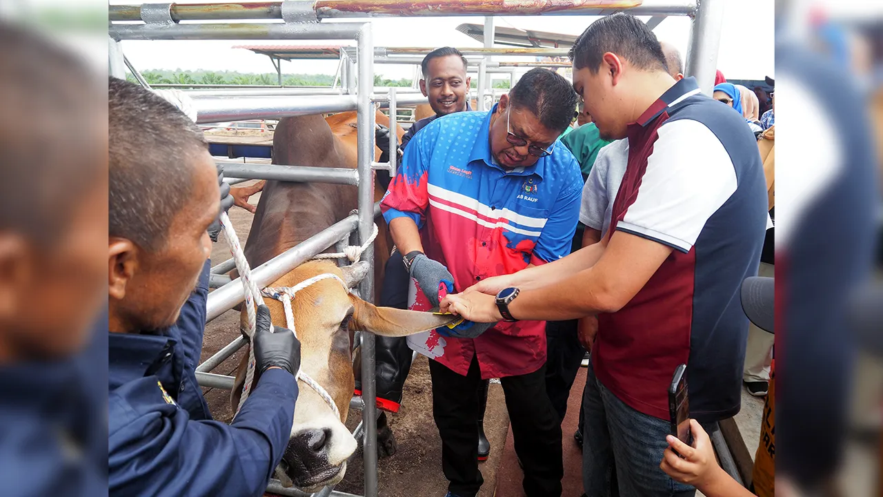 JASIN, 16 Mei -- Ketua Menteri Melaka Datuk Seri Ab Rauf Yusoh (tengah) memasang tagging kod respons pantas (QR) pada lembu ternakan pada pelancaran pelaksanaan sistem QR Tagging Haiwan Ternakan Negeri Melaka di Lembah Kesang, Seri Mendapat di sini hari ini.  Hadir sama Exco Kemajuan Desa, Pertanian dan Keterjaminan Makanan negeri Datuk Dr Muhamad Akmal Saleh (kanan).  --fotoBERNAMA (2026) HAKCIPTA TERPELIHARA