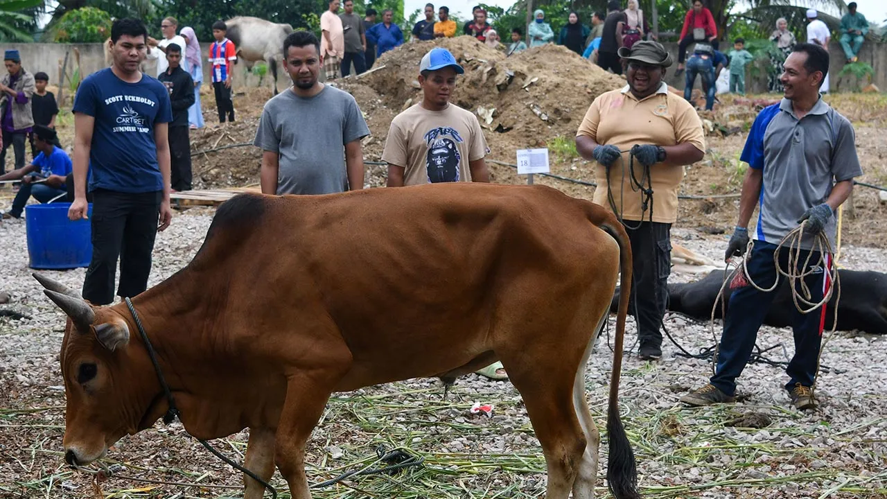 KOTA BHARU, 7 Jun -- Para petugas bergotong royong melaksanakan ibadah korban sempena Program Korban Bank Rakyat di ruang parkir Masjid Muhammadi hari ini.  Sebanyak 27 ekor lembu akan disembelih melibatkan seramai 100 orang petugas dan daging-daging korban itu akan diagih kepada 2,000 ketua isi rumah (KIR) yang terdiri daripada golongan asnaf dan fakir miskin di sekitar Kota Bharu.  --fotoBERNAMA (2025) HAK CIPTA TERPELIHARA