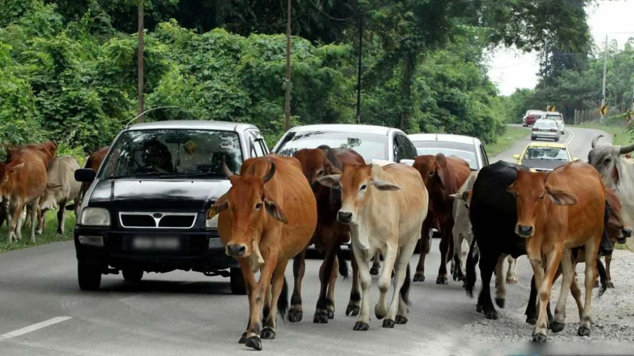 LEPAS BEBAS LEMBU