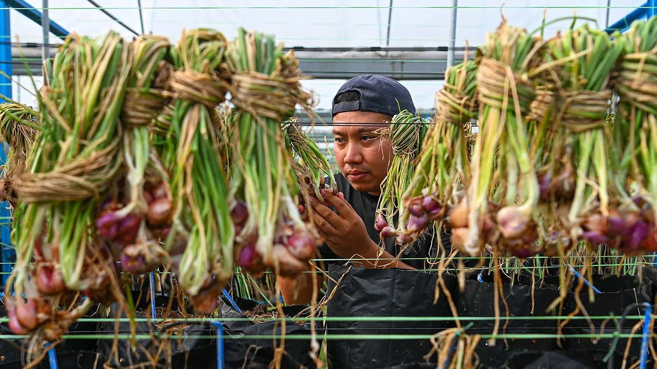 KUALA PILAH, 24 Mei -- Usahawan bawang Muhammad Nazirullah Mohamad Nazlan melakukan pemeriksaan kualiti dan tahap pengeringan bawang merah di kawasan tanaman di Ulu Pilah, baru-baru ini.  --fotoBERNAMA (2026) HAK CIPTA TERPELIHARA